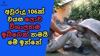 අවු. 106ක් වයස ලොව විශාලතම ඉබ්බෙක් ඇමරිකාවේ ෆ්ලොරීඩා වලින්..