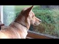 This Dog Stares Out Window Every Day - When Owner Finally Realizes Why Dog’s Heartbroken They Put Up
