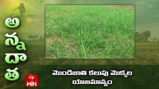 మొండిజాతి కలుపు మొక్కల యాజమాన్యం | Management of Stubborn weeds in crops #Thunga #Garika #Parthenium