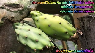 กระบองเพชรกินได้สายพันธุ์โอพันเทียฟิคัสอินดิก้า Opuntia Ficus Indica ออกปัญญาตลาดแตกและเอิร์ธ สดชื่น