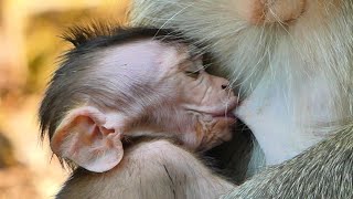 Tiny Animals Try To Huge Mama Sucking Fresh Milk Mother Looks So Adorable