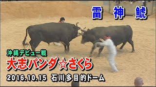 大志パンダ☆さくら VS 雷神鯱 　2016.10.15 (H28) 　第11回うるま祭り闘牛大会(石川多目的ドーム)