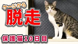 【保護猫１０日目】ケージから逃走！？初のケージ外デビュー！保護猫をお迎えしてなつくまで