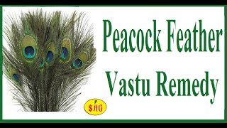 Maha Vastu Tips #Peacock Feather remedies for peace,harmony and finance by SAG