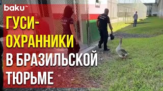 Оригинальная система охраны применяется в тюрьме города Флорианополис: заключённых охраняют гуси