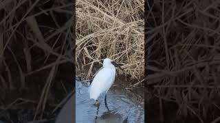 쇠백로의 사냥 성공 little egret hunting   너무큰 물고기를 잡은건 아닐까 ***