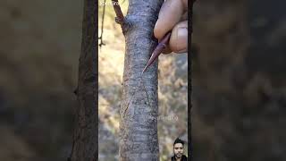 Peach Tree Grafting #satisfying #nature #tree #fruit #bonsai #grafting #fruittrees #pruning #biology