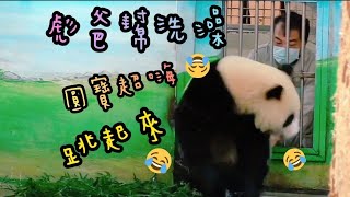 彪爸陪圓寶打水仗，圓寶超嗨滿場來回狂奔|熊貓貓熊The Giant Panda Yuan Yuan and Yuan Bao|台北市立動物園