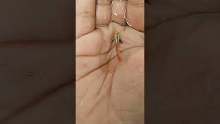 platinum red big ear guppy #platinumredbigear#malayalam#shorts#guppy