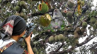 BERBURU HAMA LIAR YANG BIKIN HANCUR BUAH DURIAN PETANI..