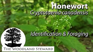 Honewort (Cryptotaenia canadensis)- Identification \u0026 Foraging June 9, 2020