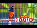 MURAI BATU MENANTANG LAWAN, PEMBANGKIT EMOSI MURAI BATU LOYO LANGSUNG ON