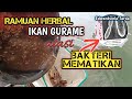 CARA HERBAL MENGATASI GURAME MATI TERUS