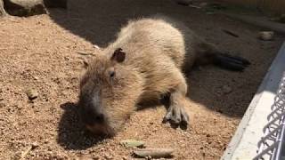 【池田動物園公式】カピバラお昼寝中