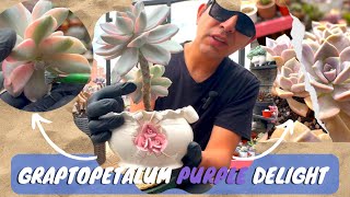 Suculenta Graptopetalum Purple Delight y su versión Variegada