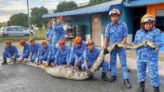 APM tangkap ular sawa telan anak lembu