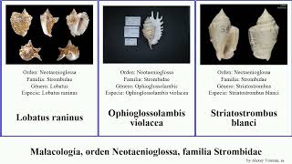 Malacología, orden Neotaenioglossa, familia Strombidae mollusca violacea lentiginosus Strombus