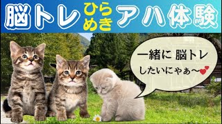 【アハ体験】楽しく脳トレ｜認知症予防｜動物ひらめきクイズ｜猫｜ケアマネ看護師作成｜リハビリ｜アニマルセラピー｜犬猫癒しDogsCats