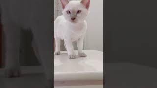 子猫の背伸び トンキニーズ シャム猫ミックス 可愛い Tonkinese cute kitty cat stretching