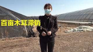 东北农民种植了100多亩木耳卖不上好价钱，这种地大物博的地方怎么也富不起来