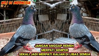 KEISTIMEWAAN MERPATI SEMPER/SAYAP TURUN || Kelebihan merpati sayap turun