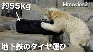 Polar Bear move a big tire地下鉄のタイヤを運ぶホッキョクグマ リラ