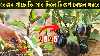 বেগুন গাছে কি সার দিলে দ্বিগুণ বেগুন ধরবে। বেগুন চাষ পদ্ধতি (2025) | Agro Tips