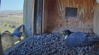 FalconCam Project: Diamond Struggles in Mighty Wind 🪁 to Return to Nest Box 😮‍💨 2024 Sep 2