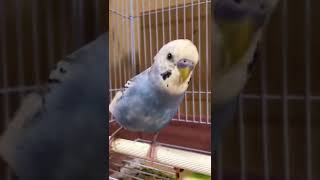 大分トリニータを応援するインコ。　#セキセイインコ