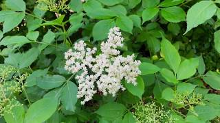 自制接骨木花糖浆 (Homemade elderflower syrup)