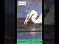 Heron Bird Catching Fish! |#short