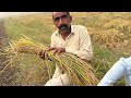 Kalu Enjoys Delicious Raw & Ripe Rice!