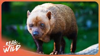 The Unique Wildlife of Brazilās Rainforest