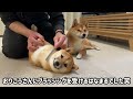 ついに子犬に初めての換毛期がやってきました！