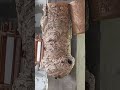 dangerous wasp at lamp shade kill you easily hornet nest video videos wasp viral