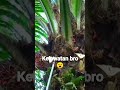 panen sawit lebat #1 #sawit #viral #kebun #shortvideo #petani