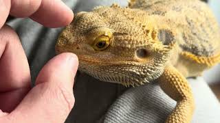 How to Quick Deal with your Bearded Dragon NOSE SHED👌 HUGE RELIEF🥰🥰