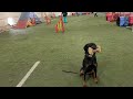 training class indoor for fci obedience 1 rottweiler