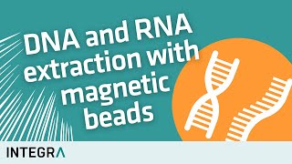 DNA and RNA extraction with magnetic beads – How it works