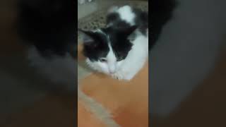 заливаю старые видосы #shorts #short #cat