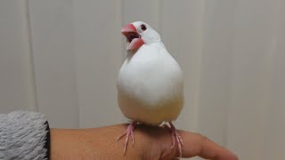 沢山話しかけられて育つと文鳥はこうなります！