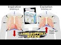 Lung Support Review - Dietary Supplements, General Health Products