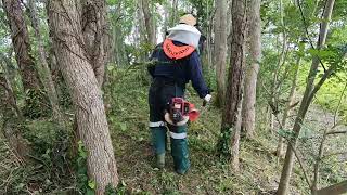 背丈以上に伸びた雑草を刈払機で刈る　5時間半の作業を10分の早送りで　広さ約200坪　勾配のある森