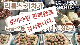 리톱스 기차가 칙칙폭폭../리돕스 농가특가/메아리 화분 새가마 신상 입고