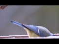 relaxing bird singing and soft wind 10 hours