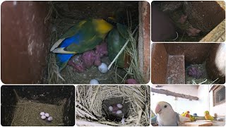 End of November month updates for our love birds colony #tamil /@janyvlogstamil