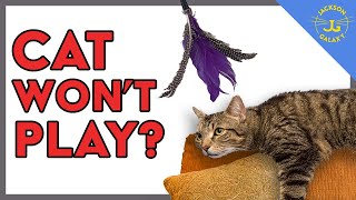 Cat Won't Play? You're Doing it Wrong!
