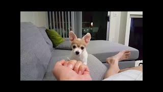 Dogs Hate Middle Finger 🐶🤣 Funny Dog Reaction Compilation