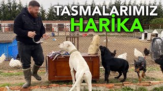 KÖPEKLERİME TASMA ALIŞVERİŞİ YAPTIM ÇOK MUTLULAR