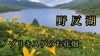 天空の湖　野反湖　ノゾリキスゲのお花畑